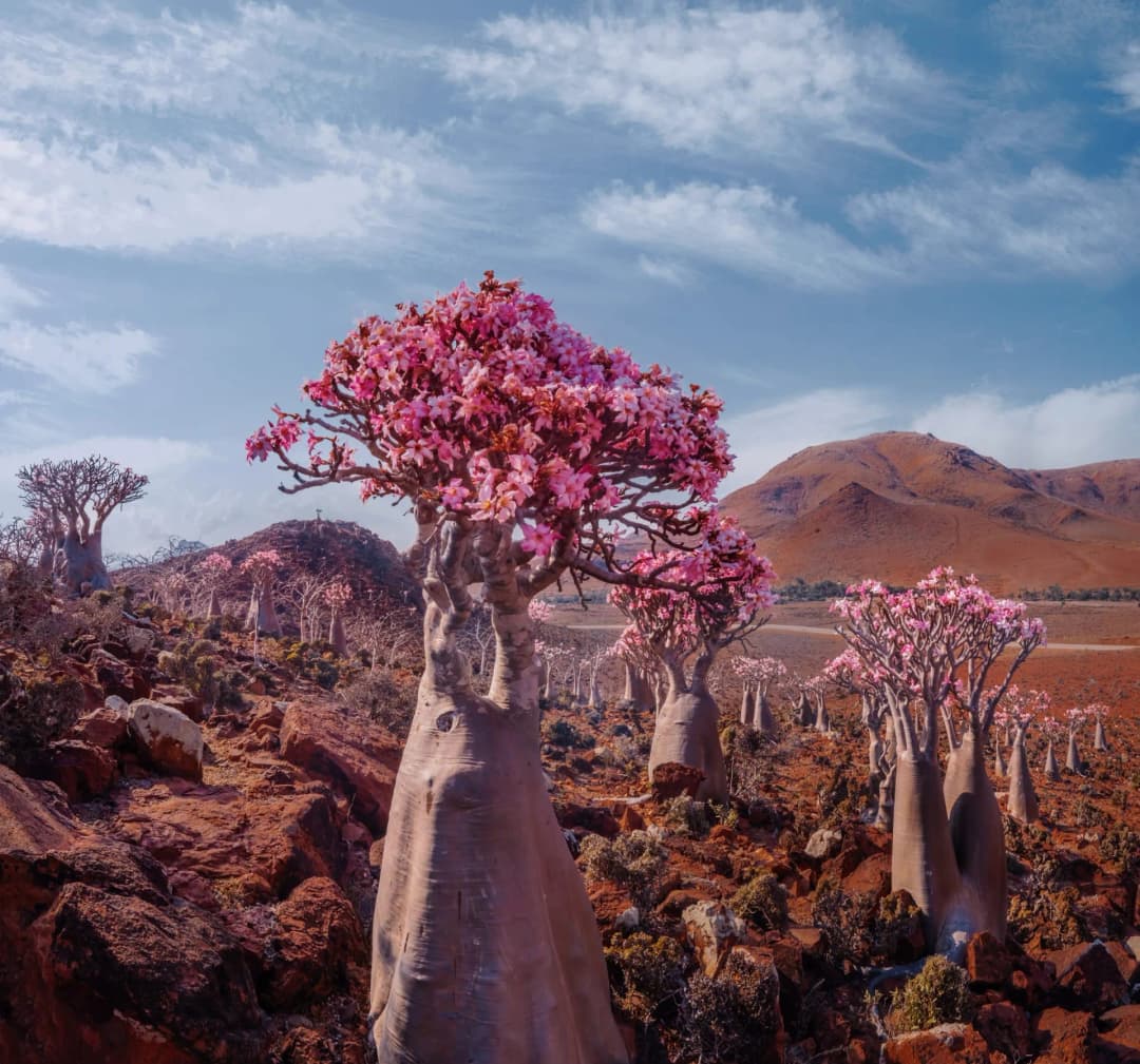 Socotra Landscape